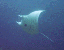 Manta